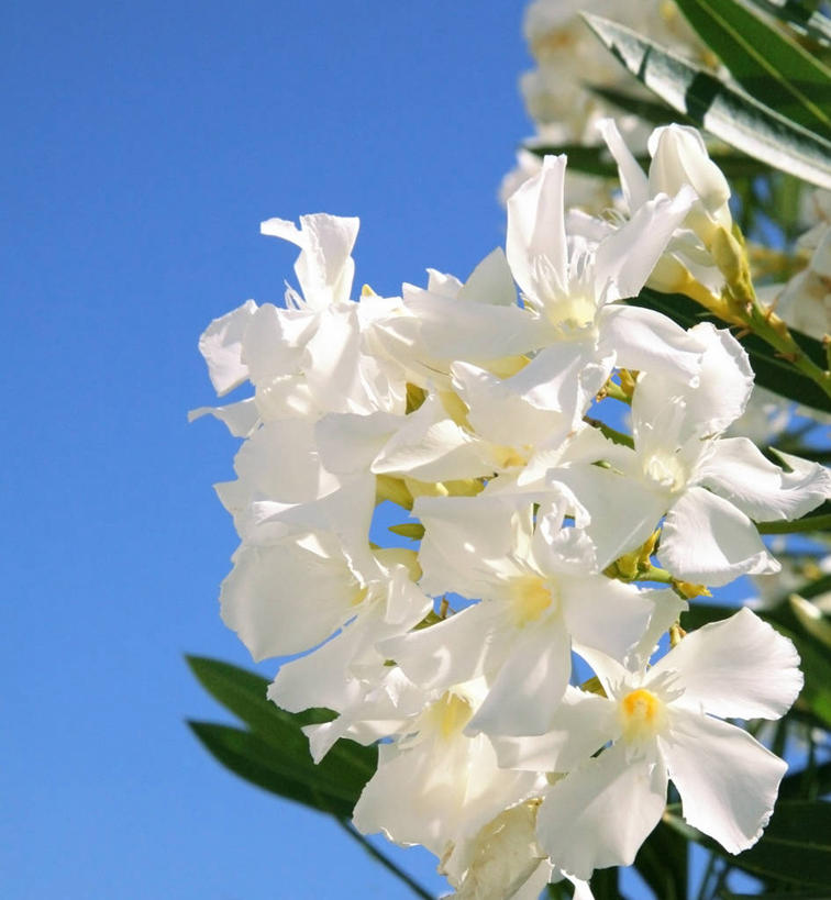 无人,竖图,室外,白天,美景,叶子,日光,葡萄牙,景观,花,白色,自然,景色,摄影,脆弱,夹竹桃,清新,自然风光,万里无云,彩图