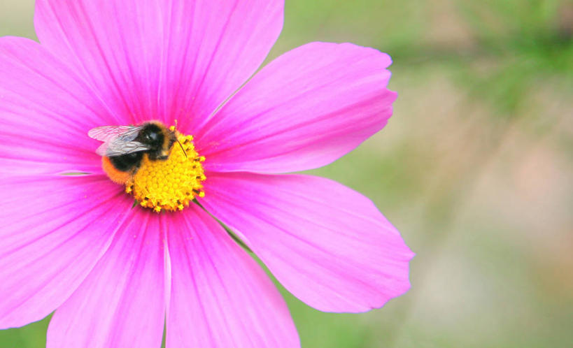 无人,横图,室外,特写,白天,野生动物,蜜蜂,英国,盛开,花蕾,花,花瓣,花朵,鲜花,一朵,粉色,自然,花苞,花蕊,摄影,大波斯菊,生长,脆弱,威尔士,授粉,大黄蜂,彩图