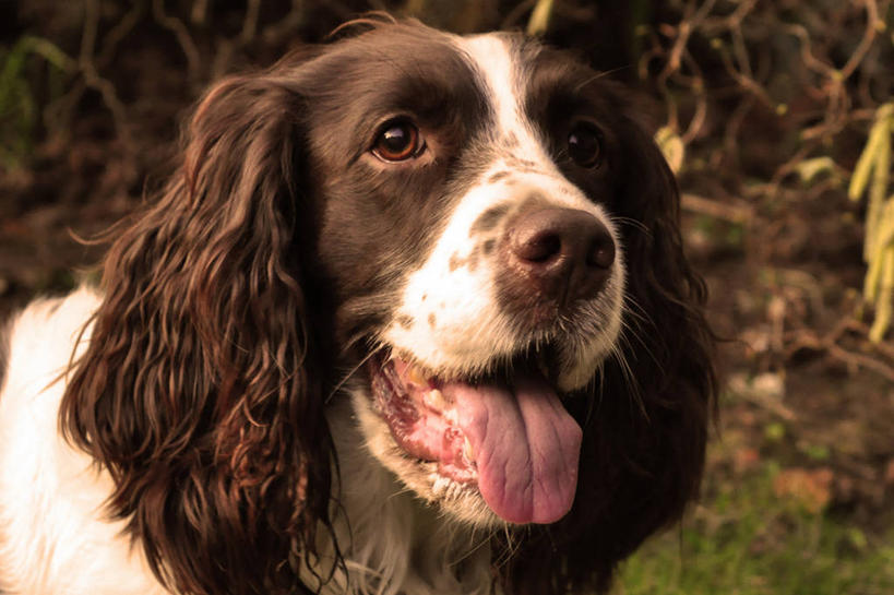 无人,横图,室外,特写,白天,宠物,狗,英国,家畜,摄影,北约克郡,彩图