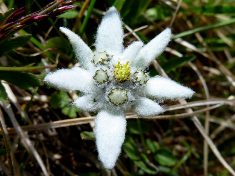 无人,横图,俯视,室外,特写,白天,美景,意大利,欧洲,盛开,景观,花蕾,草,花,花瓣,花朵,鲜花,一朵,白色,自然,花苞,花蕊,景色,摄影,生长,脆弱,南欧,清新,自然风光,意大利共和国,火绒草,特伦蒂诺.上阿迪杰大区,彩图,高角度拍摄