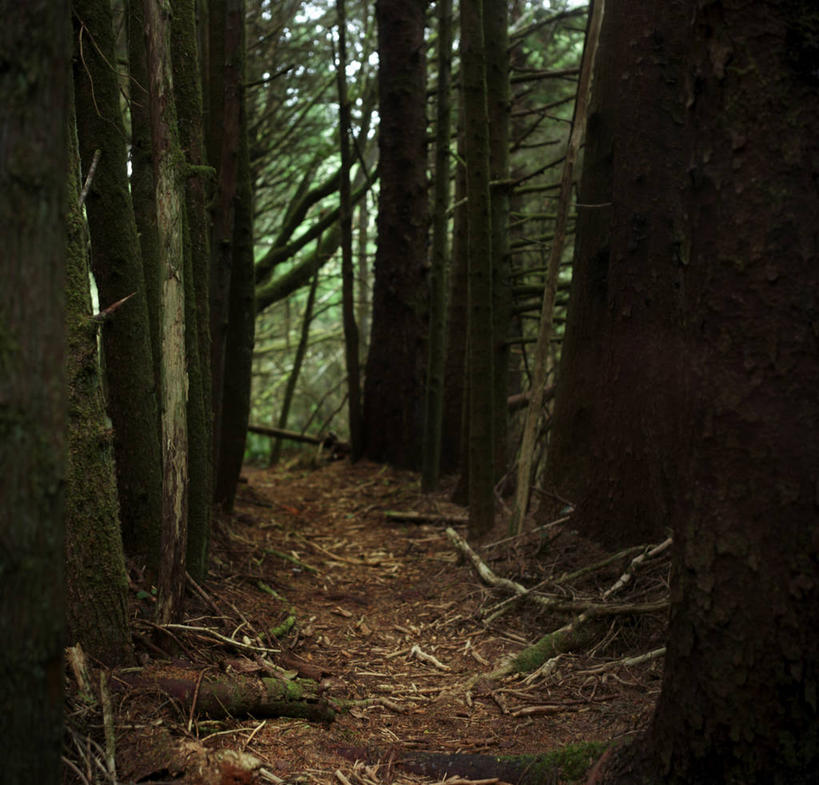 无人,横图,室外,白天,森林,树林,美国,小路,树,树干,自然,摄影,生长,俄勒冈州,彩图