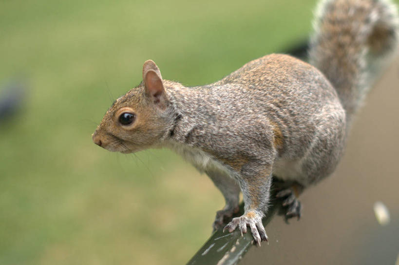 无人,公园,横图,室外,特写,白天,野生动物,英国,首都,动物,松鼠,摄影,彩图