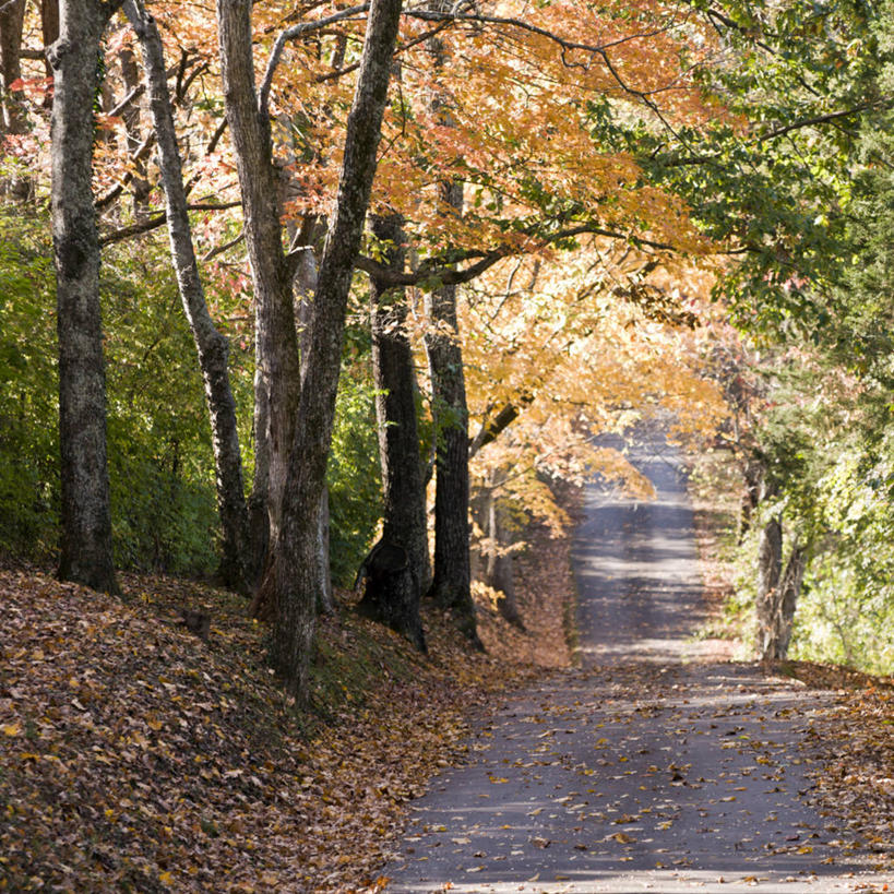 无人,方图,室外,白天,路,叶子,美国,树,自然,运输,摄影,改变,田纳西,秋天,彩图
