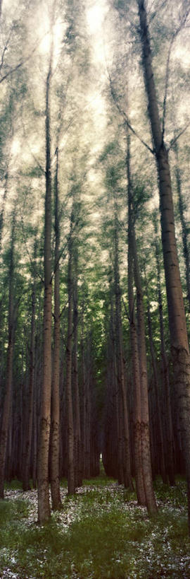 无人,竖图,全景,室外,白天,森林,风,美国,摇摆,树,树干,自然,摄影,生长,俄勒冈州,白杨,彩图