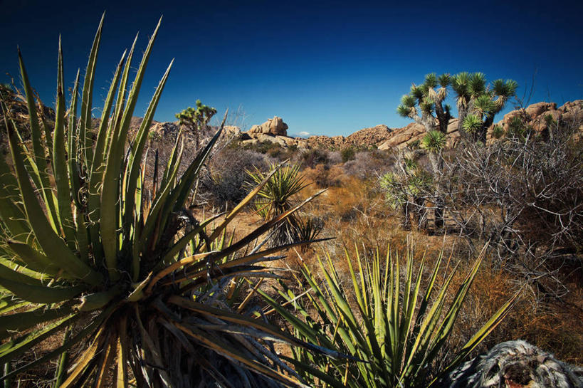 无人,公园,横图,室外,白天,沙漠,山,美国,地形,树,自然,摄影,北美,北美洲,国家公园,加利福尼亚,美洲,加州,加利福尼亚州,万里无云,金州,黄金州,北亚美利加洲,亚美利加洲,约书亚树国家公园,彩图,美利坚合众国