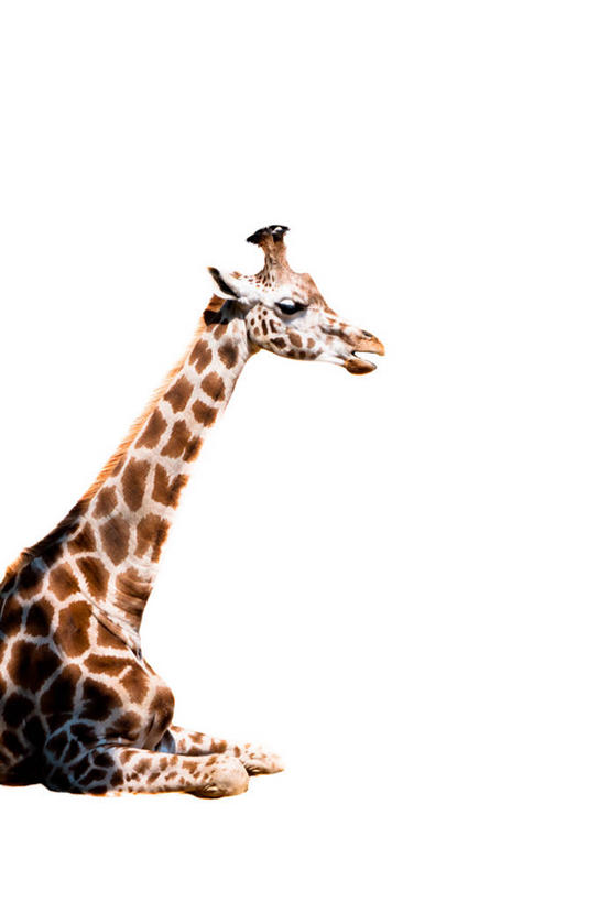无人,竖图,白色背景,长颈鹿,野生动物,英国,首都,休息,摄影,彩图,影棚拍摄