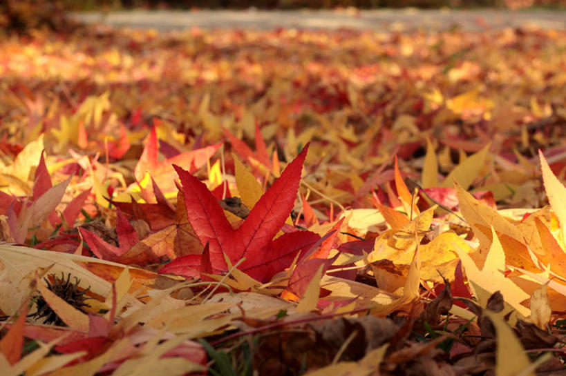 无人,公园,横图,室外,白天,叶子,斯洛文尼亚,首都,黄色,红色,自然,摄影,改变,卢布尔雅那,红花槭,秋天,彩图