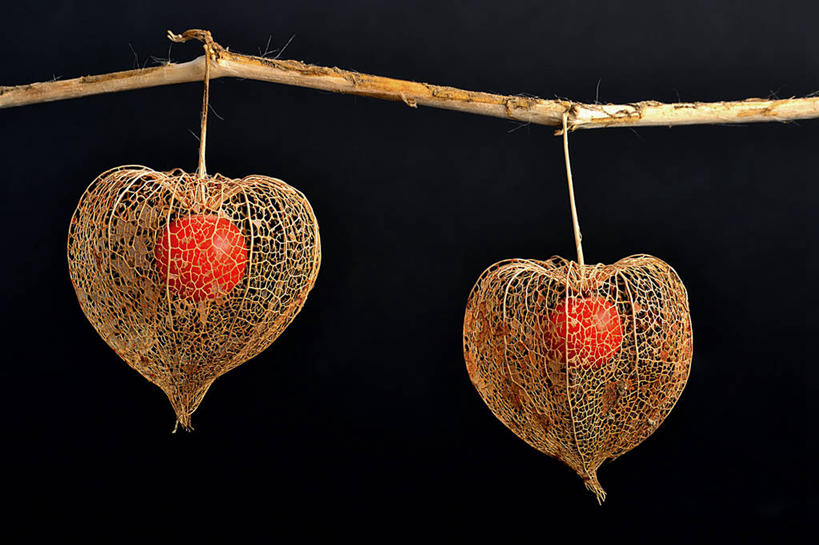 无人,横图,特写,百合花,德国,吊挂,悬挂,黑色背景,挂,两个,自然,摄影,脆弱,清新,冬樱花,强瞿,黑森州,宫灯百合,百合蒜,倒仙,番韭,山丹,彩图,影棚拍摄,灯笼百合,宫灯花,圣诞百合