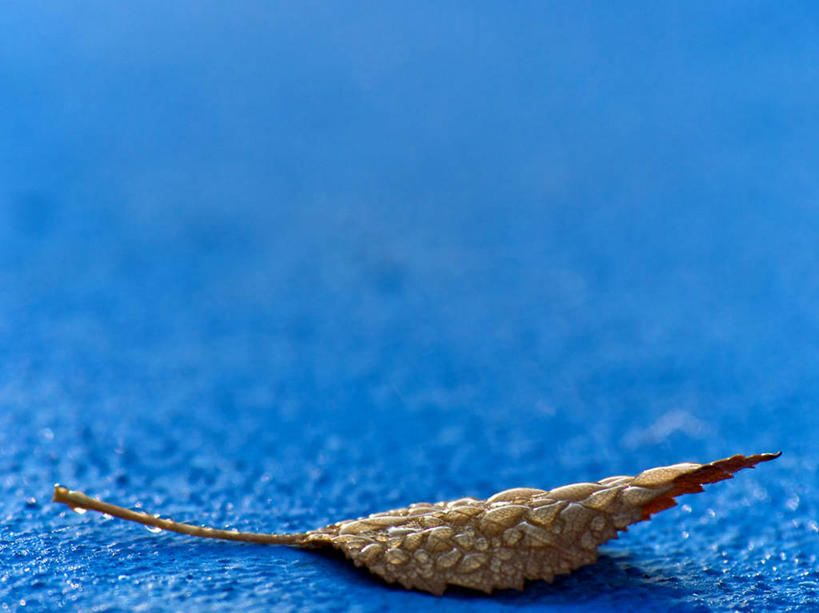 无人,横图,叶子,意大利,蓝色背景,水滴,摄影,脆弱,纯净,彩图,影棚拍摄