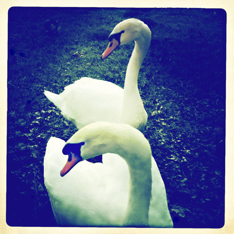 无人,方图,室外,白天,草坪,野生动物,天鹅,美国,鸟类,草,动物,两只,摄影,加利福尼亚,聚光,萨克拉门托,步行,彩图