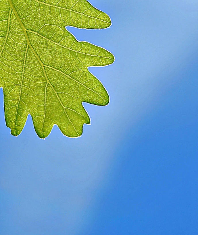 无人,竖图,室外,特写,白天,仰视,西班牙,一个,自然,摄影,单个,脆弱,清新,万里无云,橡树叶,彩图,低角度拍摄