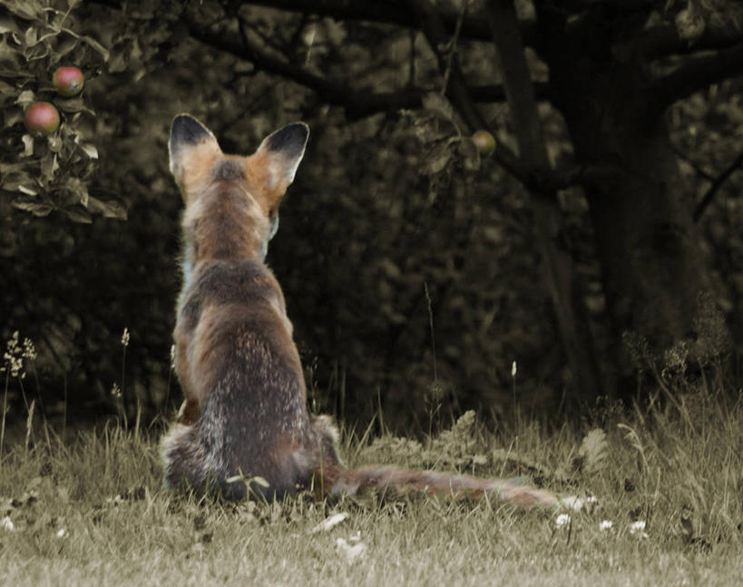 无人,坐,横图,室外,白天,狐狸,野生动物,英国,草,动物,摄影,狡猾,狡诈,彩图