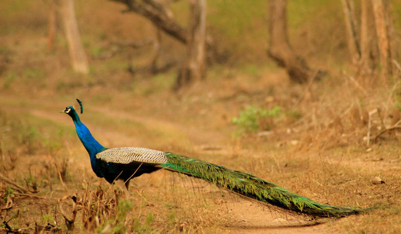 无人,横图,室外,白天,孔雀,野生动物,印度,鸟类,树,自然,摄影,部分,卡纳塔克邦,彩图,单行道,横越