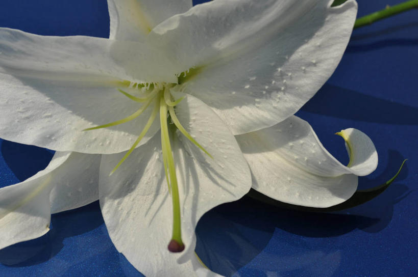 无人,横图,室外,特写,白天,百合花,日光,加拿大,蓝色背景,盛开,花蕾,花,花瓣,花朵,鲜花,一朵,白色,花苞,花蕊,摄影,脆弱,雄蕊,清新,彩图,纽宾士域