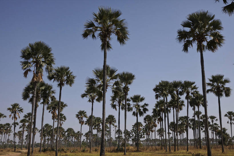 无人,横图,室外,白天,棕榈树,塞内加尔,丰富,田地,自然,摄影,生长,宁静,万里无云,彩图