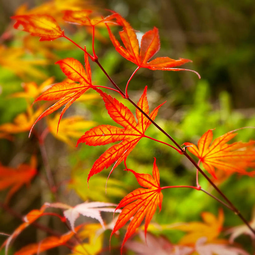 无人,方图,室外,白天,叶子,美国,枫叶,枝,自然,摄影,脆弱,清新,改变,缅因州,波特兰,秋天,鸡爪枫,彩图