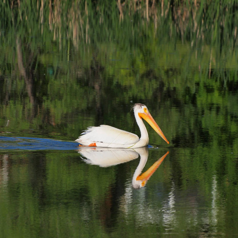 游泳,无人,竖图,室外,白天,水,野生动物,加拿大,反射,池塘,摄影,水禽,鹈鹕,马尼托巴湖,彩图,温尼伯湖