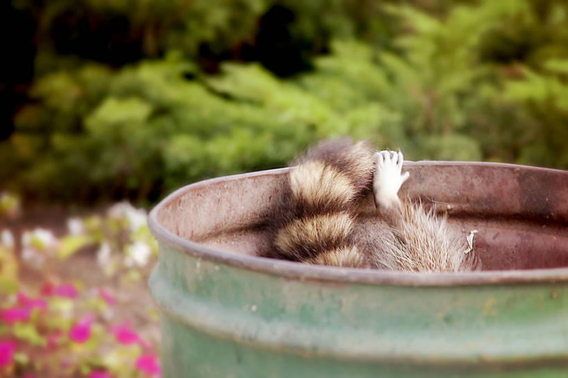 无人,横图,室外,白天,野生动物,加拿大,吊挂,悬挂,尾巴,鼓,垃圾,挂,摄影,部分,浣熊,彩图