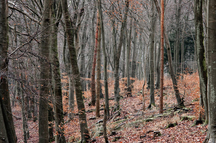无人,横图,室外,白天,树林,英国,枝,树,树干,自然,橙色,摄影,宁静,改变,秋天,彩图