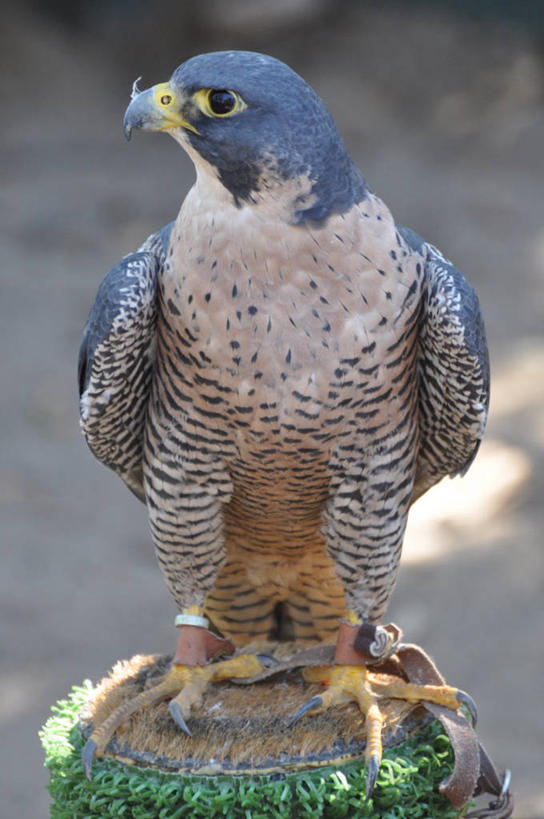 无人,竖图,室外,特写,白天,野生动物,美国,鸟类,摄影,明尼苏达,游隼,彩图