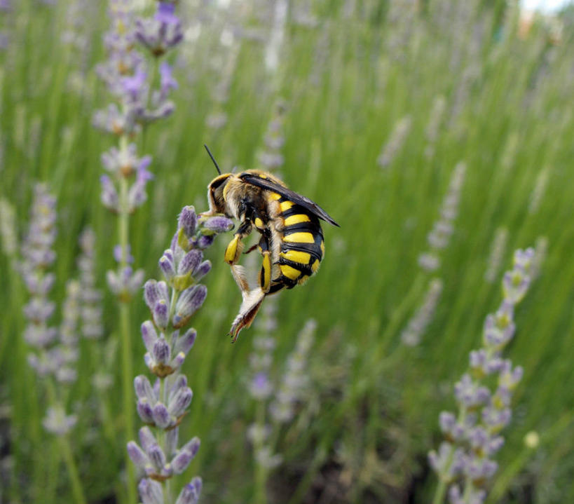 无人,横图,室外,特写,白天,爱情,野生动物,西班牙,条纹,昆虫,首都,浪漫,花,自然,香草,薰衣草,马德里,摄影,脆弱,呼吸,黄蜂,授粉,灵香草,黄香草,奇迹,彩图