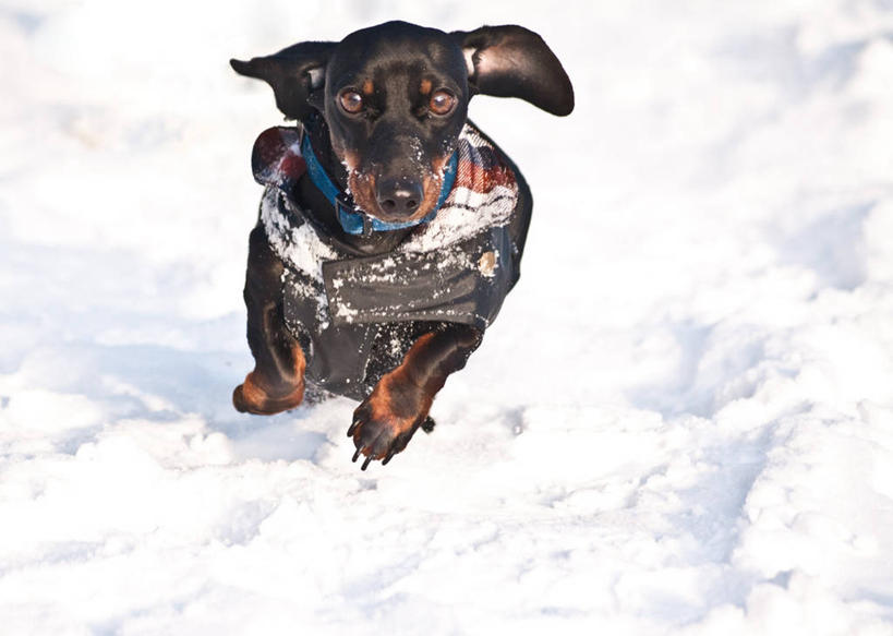 无人,跑,横图,室外,白天,雪,宠物,狗,比利时,冬天,家畜,寒冷,摄影,肖像,彩图