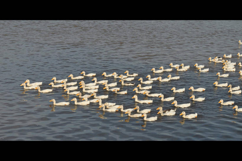 游泳,无人,横图,室外,白天,湖,野生动物,越南,一群,许多,鸟类,鸭子,很多,摄影,彩图