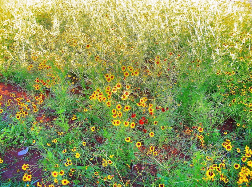 无人,横图,室外,白天,巴西,首都,花,自然,南美,摄影,生长,园林,南美洲,脆弱,拉丁美洲,清新,美洲,巴西联邦共和国,首府,亚美利加洲,南亚美利加洲,巴西利亚,巴西里亚,彩图