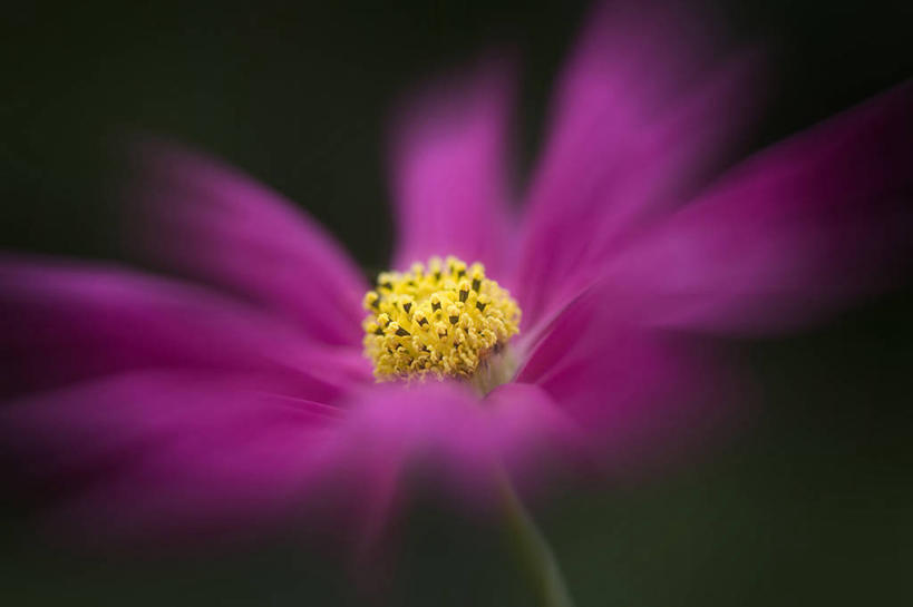 无人,横图,室外,特写,白天,英国,盛开,花蕾,花,花瓣,花朵,鲜花,一朵,粉色,花苞,花蕊,摄影,大波斯菊,脆弱,雄蕊,清新,白金汉郡,彩图