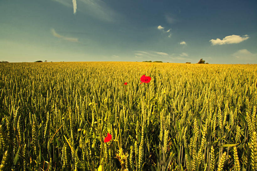 无人,横图,室外,白天,农业,农作物,小麦,美景,英国,景观,田地,云,谷类,英格兰,红色,自然,景色,摄影,生长,宁静,脆弱,清新,自然风光,刘易斯,彩图