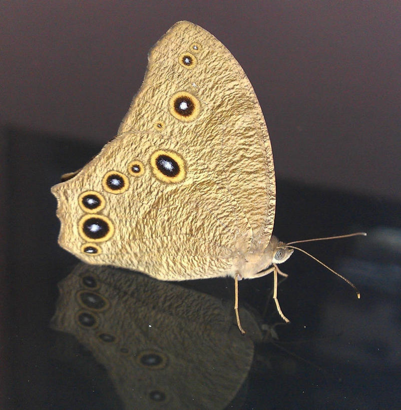 无人,竖图,特写,野生动物,蝴蝶,印度,反射,褐色,摄影,拉贾斯坦邦,斋普尔,彩图