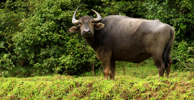 无人,站,横图,室外,白天,野生动物,印度,苔藓,自然,摄影,卡纳塔克邦,水牛,彩图