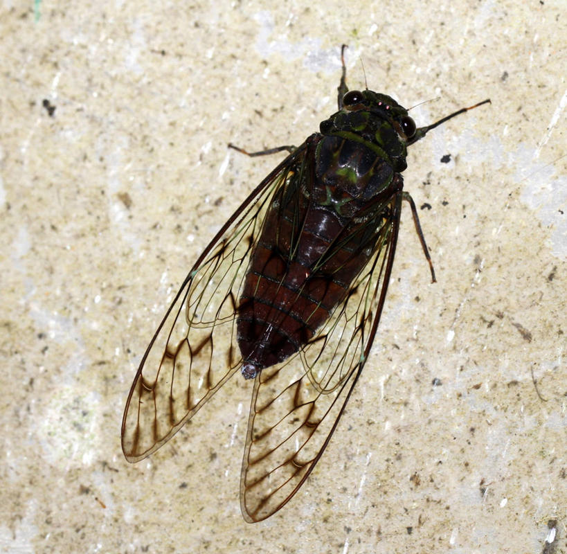 无人,横图,俯视,室外,特写,白天,蝉,野生动物,印度,昆虫,沙子,鼓,自然,摄影,噪声,卡纳塔克邦,彩图,高角度拍摄