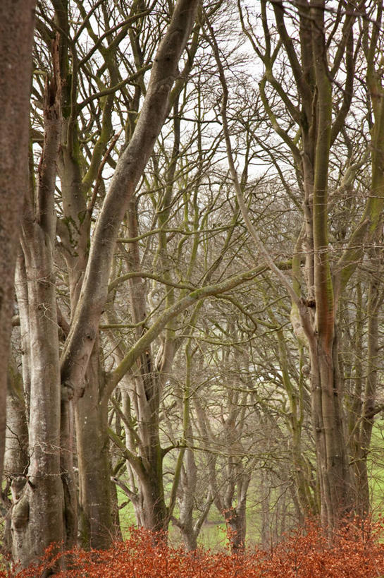 无人,竖图,室外,白天,树林,英国,环绕,缠绕,冬天,英格兰,自然,摄影,宁静,纠缠,彩图