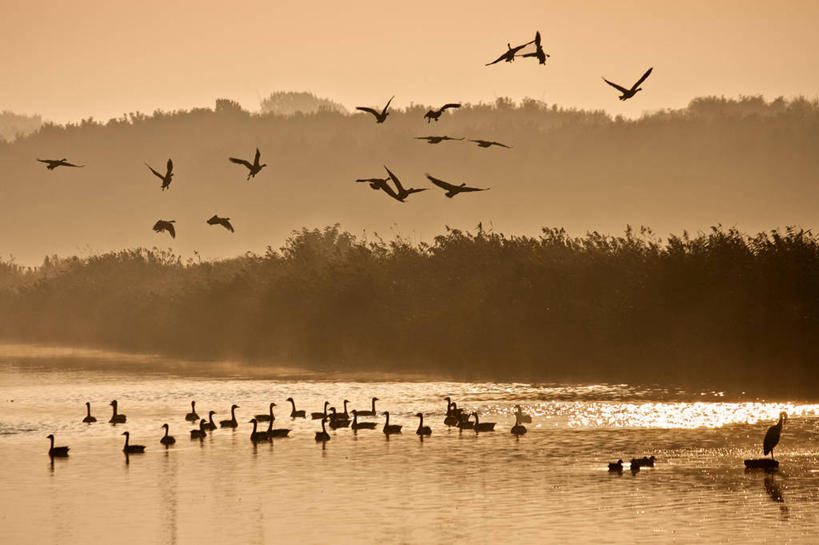无人,横图,阶调图片,室外,美景,雾,鹅,鸟,野生动物,荷兰,一群,许多,苍鹭,鸟类,鸭子,池塘,景观,黎明,很多,半空,飞,树,自然,景色,摄影,早晨,自然风光,剪影,灰鹳,秋天,彩图
