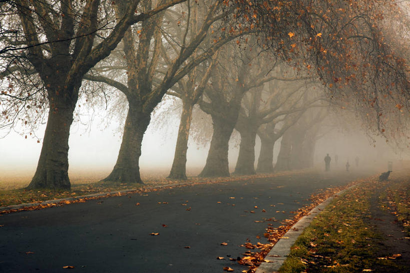横图,室外,雾,路,叶子,英国,黎明,天气,首都,英格兰,树,摄影,宁静,早晨,改变,慢跑,秋天,彩图,林荫大道