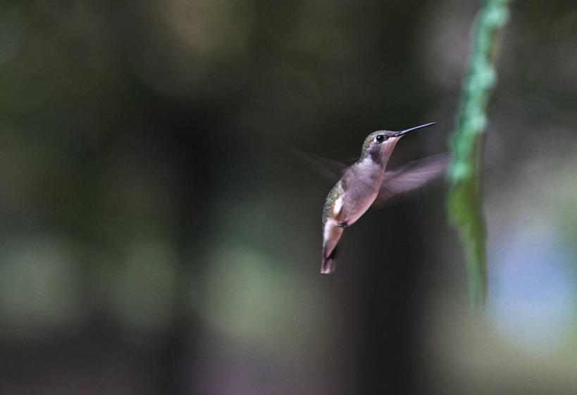 无人,横图,室外,白天,侧面,运动模糊,蜂鸟,野生动物,叶子,美国,鸟类,半空,盘旋,自然,摄影,田纳西,彩图