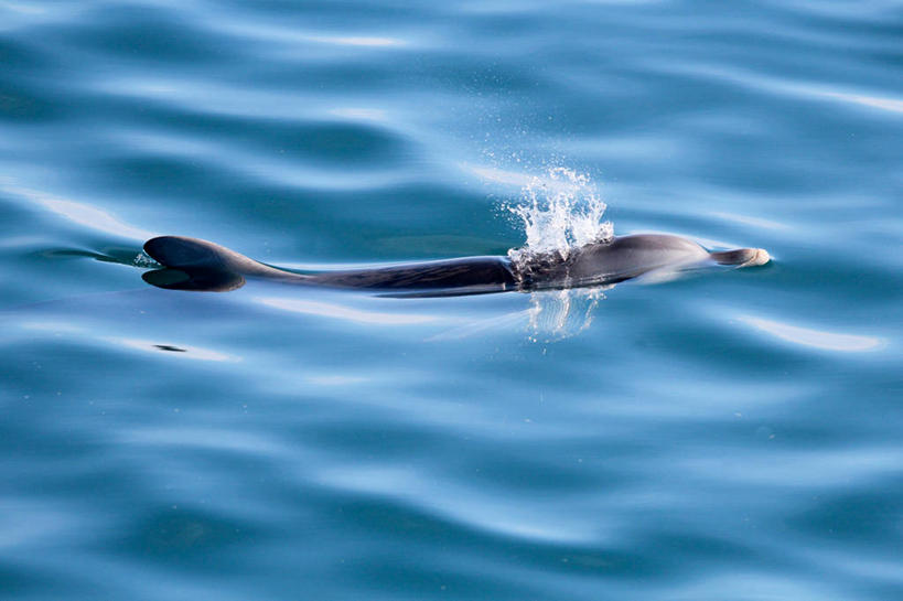 游泳,无人,横图,俯视,室外,白天,海洋,海豚,澳大利亚,溅,反射,水面,蓝色,摄影,南澳大利亚,彩图,高角度拍摄