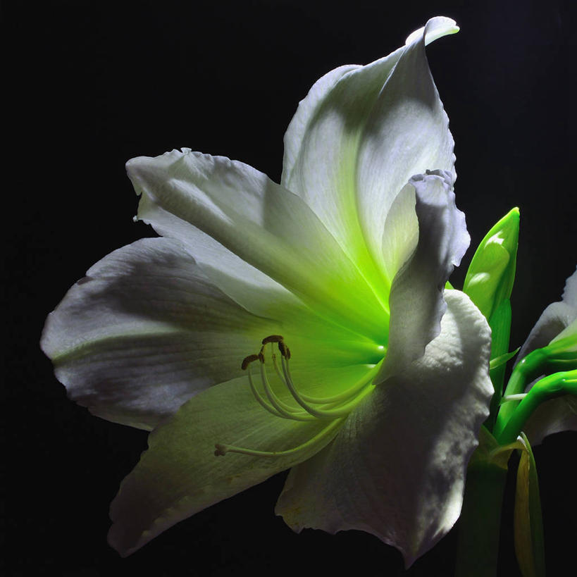 无人,横图,室外,特写,德国,黑色背景,绿色,白色,自然,摄影,孤挺花,脆弱,雄蕊,清新,彩图