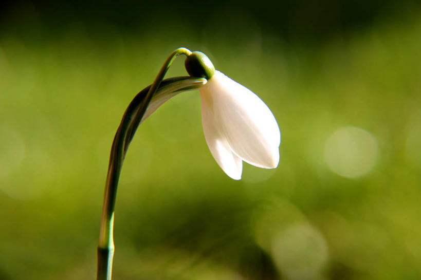 无人,横图,室外,特写,白天,英国,绿色背景,茎,花,白色,自然,摄影,脆弱,清新,雪花莲,彩图