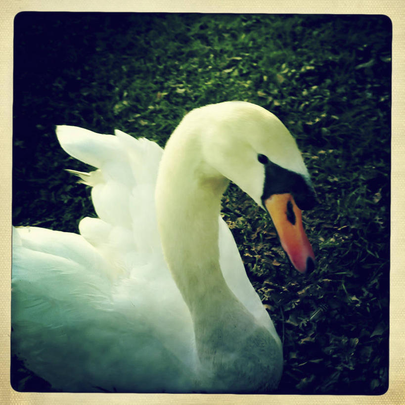 无人,坐,方图,室外,特写,白天,野生动物,天鹅,美国,鸟类,草,白色,摄影,加利福尼亚,萨克拉门托,彩图