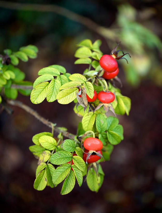 无人,竖图,室外,白天,叶子,意大利,冬天,枝,饮食,自然,摄影,清新,蔷薇果,彩图