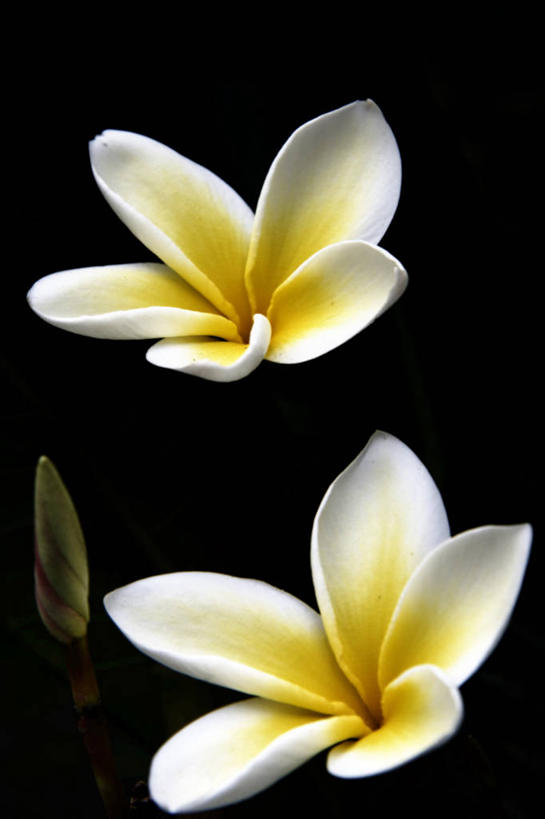 无人,竖图,特写,美国,黑色背景,花蕾,赤素馨花,花,花瓣,三个,黄色,白色,摄影,脆弱,清新,加利福尼亚,圣莫尼卡,彩图,影棚拍摄