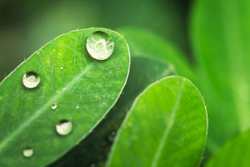 无人,横图,室外,特写,白天,叶子,菲律宾,首都,草,自然,摄影,清新,纯净,马尼拉,彩图