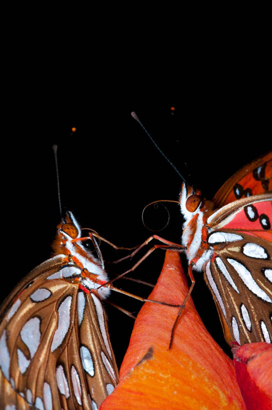 无人,竖图,特写,野生动物,蝴蝶,美国,黑色背景,花,花瓣,动物,两只,摄影,脆弱,清新,阿拉巴马州,彩图,影棚拍摄