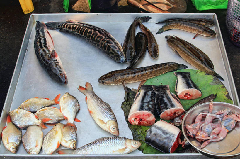 无人,横图,俯视,室外,白天,柬埔寨,许多,市场,首都,很多,餐盘,鱼类,饮食,零售,摄影,多样,海产,彩图,高角度拍摄,鱼市,金边