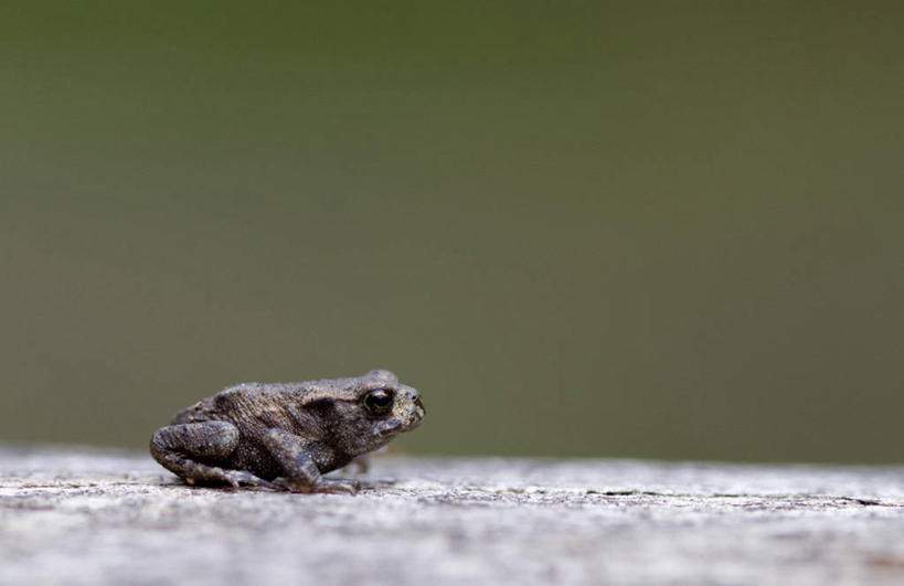 无人,坐,横图,室外,白天,留白,侧面,野生动物,英国,绿色背景,首都,伦敦城,动物,摄影,岩石,彩图