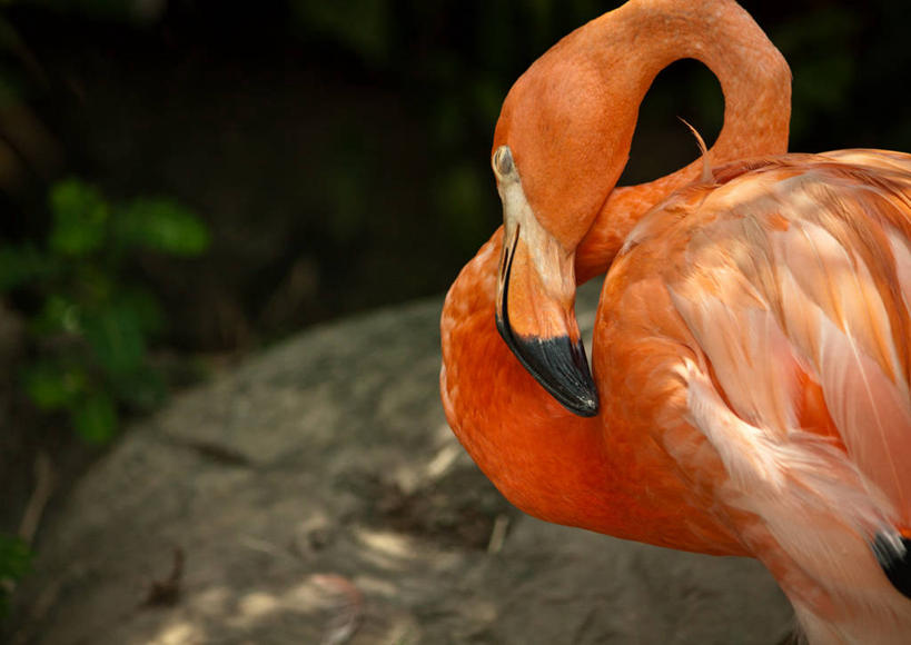 无人,横图,室外,白天,野生动物,美国,弯曲,火烈鸟,鸟类,橙色,放松,摄影,路易斯安那州,颈,睡觉,彩图