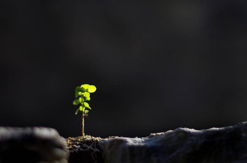 无人,横图,室外,叶子,英国,黑色背景,光,首都,绿色,摄影,生长,开端,彩图