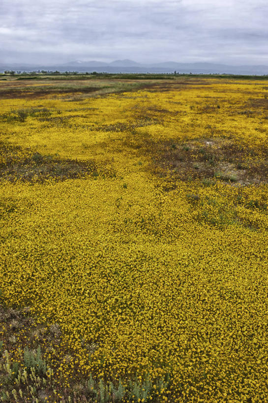 无人,竖图,室外,白天,美景,美国,景观,田地,云,野花,黄色,天空,自然,景色,摄影,生长,宁静,北美,北美洲,加利福尼亚,自然风光,美洲,加州,加利福尼亚州,金州,黄金州,萨克拉门托,北亚美利加洲,亚美利加洲,萨克拉门托县,彩图,县治,美利坚合众国,沙加缅度